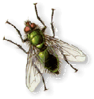 fluga